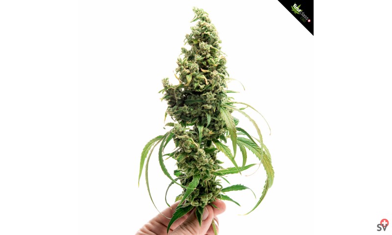 First Class CBD - flower power
