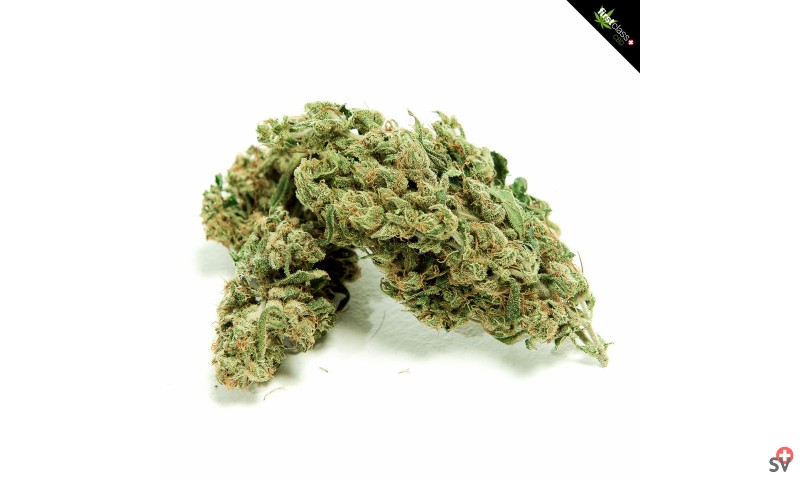 First Class CBD - dual bud