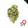 First Class CBD - bud