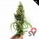First Class CBD - flower power