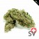 First Class CBD - dual bud
