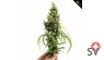 First Class CBD - flower power