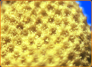 Macro de fleur de camomille avant vaporisation