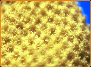 Macro chamomile of flower before vaporizing