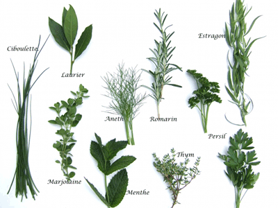 Plants for phyto-Inhalation